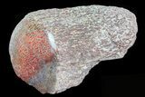 Polished Dinosaur Bone (Gembone) Section - Colorado #72995-2